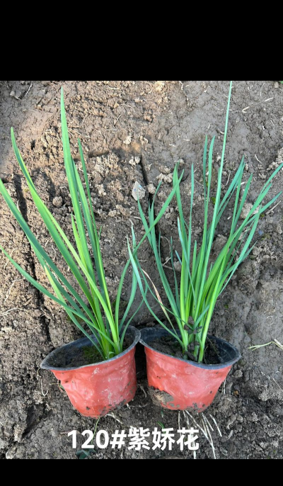 小众送妈妈的花有哪些花