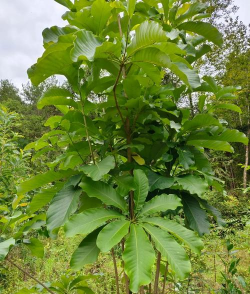 厚朴树的产地在哪里