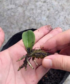 小众送妈妈的花有哪些花