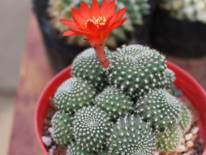 小众送妈妈的花有哪些花