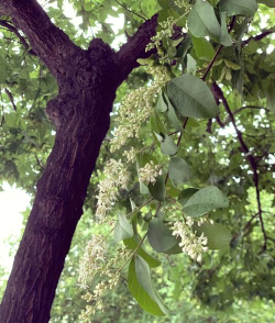 白蜡树开什么花