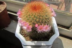 小众送妈妈的花有哪些花