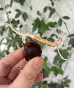 小众送妈妈的花有哪些花