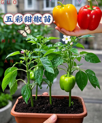 甜椒什么时候露天种植