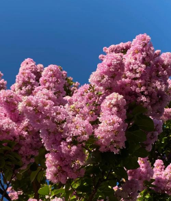 小众送妈妈的花有哪些花