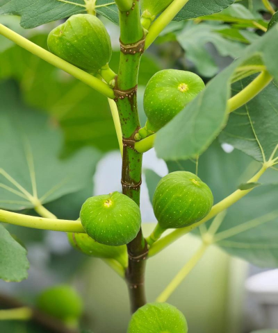 小众送妈妈的花有哪些花