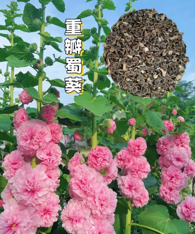 小众送妈妈的花有哪些花