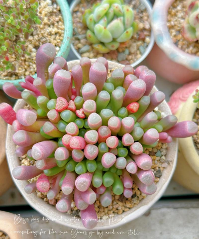 小众送妈妈的花有哪些花