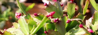 小众送妈妈的花有哪些花