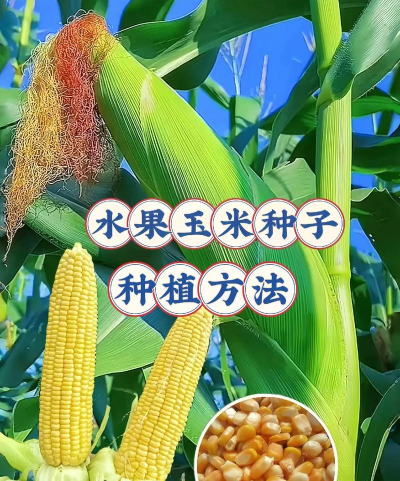 早春水果玉米种植技术