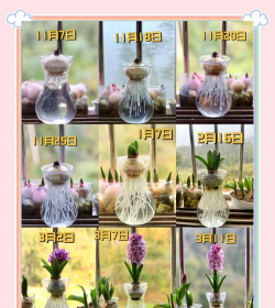 小众送妈妈的花有哪些花