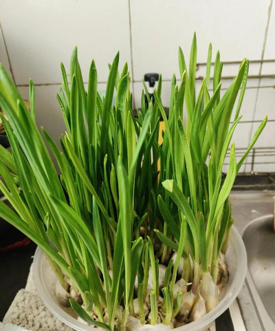 小众送妈妈的花有哪些花