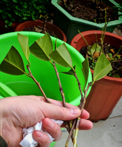 小众送妈妈的花有哪些花