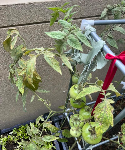 小众送妈妈的花有哪些花