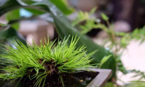 小众送妈妈的花有哪些花