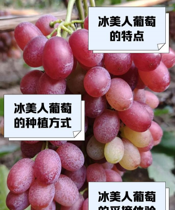冰美人葡萄品种介绍