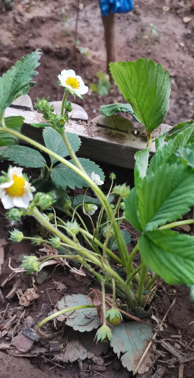 小众送妈妈的花有哪些花