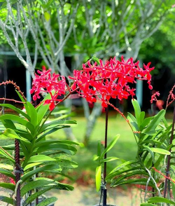 小众送妈妈的花有哪些花