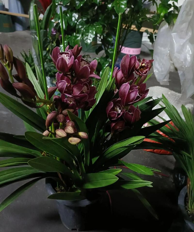 小众送妈妈的花有哪些花