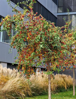 小众送妈妈的花有哪些花