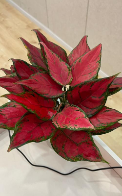 红叶花卉有哪些品种