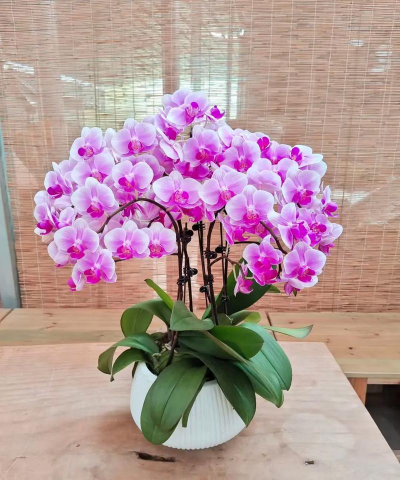 小众送妈妈的花有哪些花