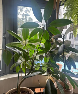 小众送妈妈的花有哪些花