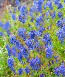 小众送妈妈的花有哪些花