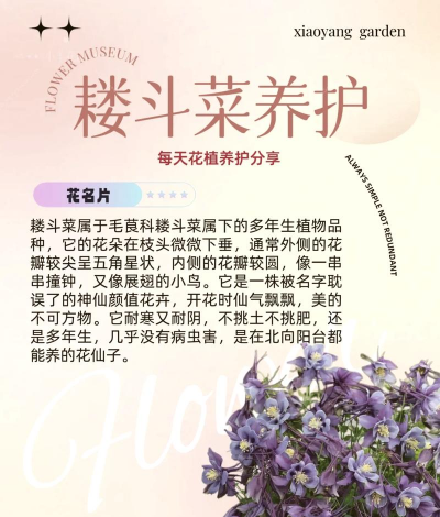 小众送妈妈的花有哪些花