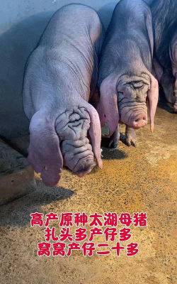 太湖猪能长多少斤