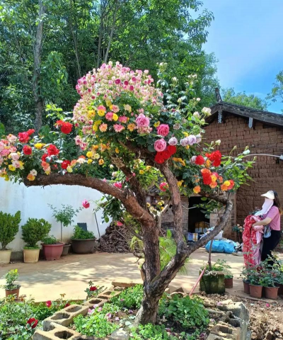 小众送妈妈的花有哪些花