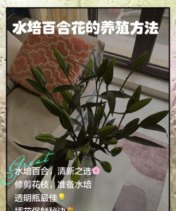 小众送妈妈的花有哪些花