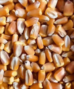 宾县玉米多少钱