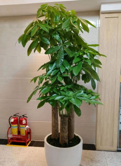 小众送妈妈的花有哪些花