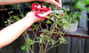 小众送妈妈的花有哪些花