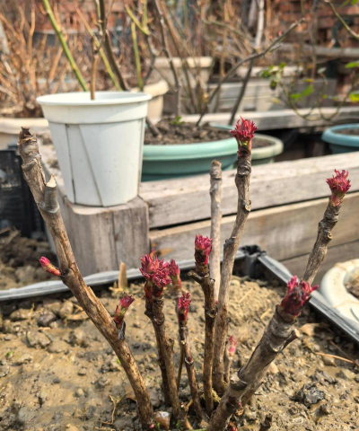 小众送妈妈的花有哪些花