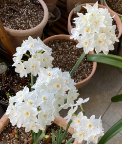 小众送妈妈的花有哪些花