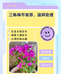 三角梅不发芽怎么处理 三角梅不发芽怎么处理