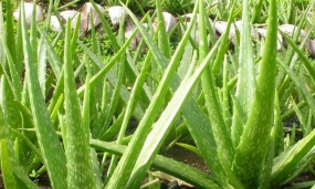 小众送妈妈的花有哪些花