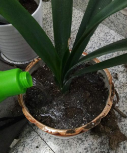 小众送妈妈的花有哪些花