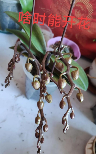 小众送妈妈的花有哪些花