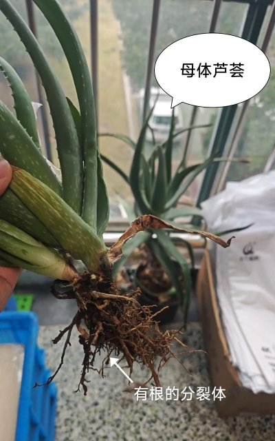 小众送妈妈的花有哪些花