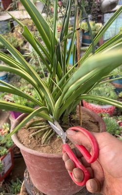 小众送妈妈的花有哪些花