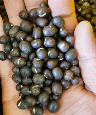 小众送妈妈的花有哪些花