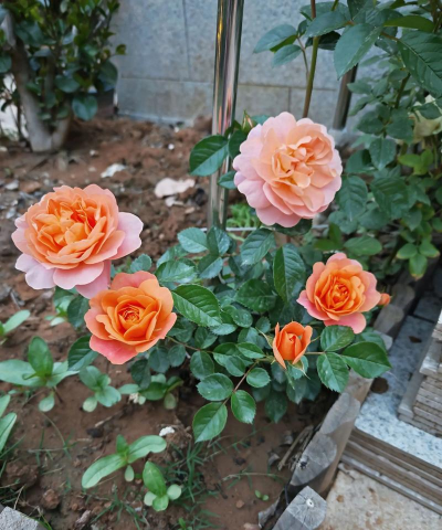 小众送妈妈的花有哪些花