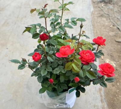 小众送妈妈的花有哪些花