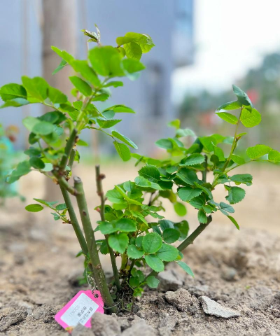 小众送妈妈的花有哪些花