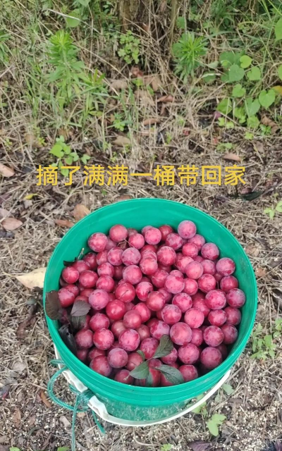 紫叶李的果实能吃吗