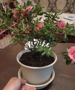 小众送妈妈的花有哪些花