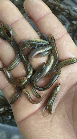 小众送妈妈的花有哪些花